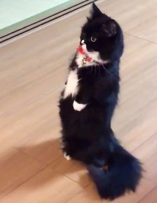 なにかを見つめるヒナちゃん