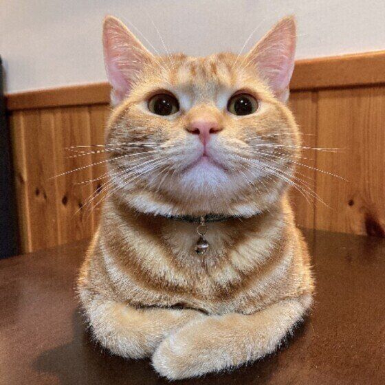 マンチカンのおやびんくん