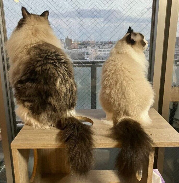 外を眺めるソワくん、ココンちゃん
