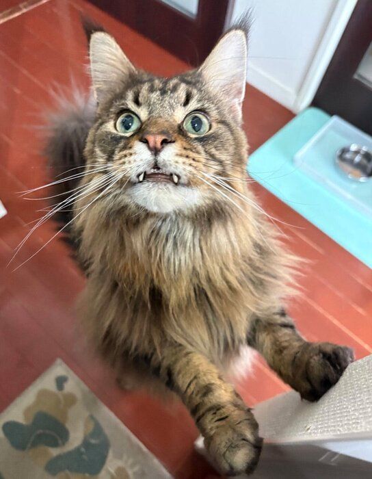 抜け毛で作った“毛玉ボール”に食いつくハトゥールくん