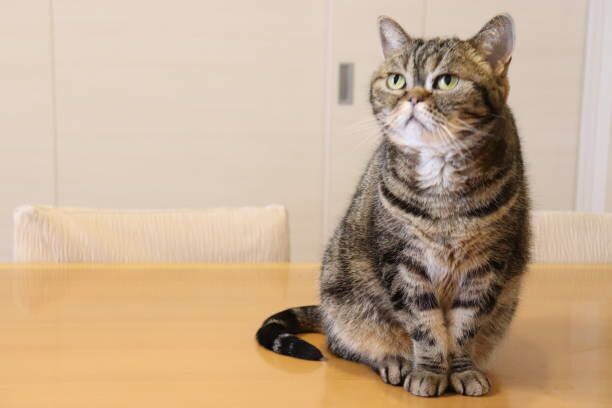 見上げる猫