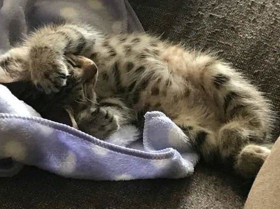 眠る猫