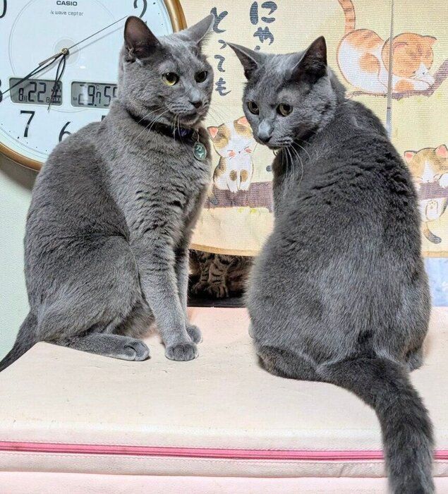 密談中のカイくんとグリくん
