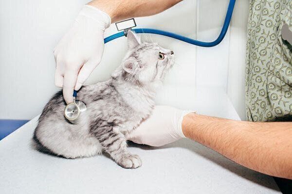 診察を受ける猫