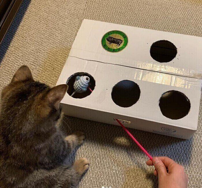 ねずみたたきで遊ぶスコティッシュフォールド