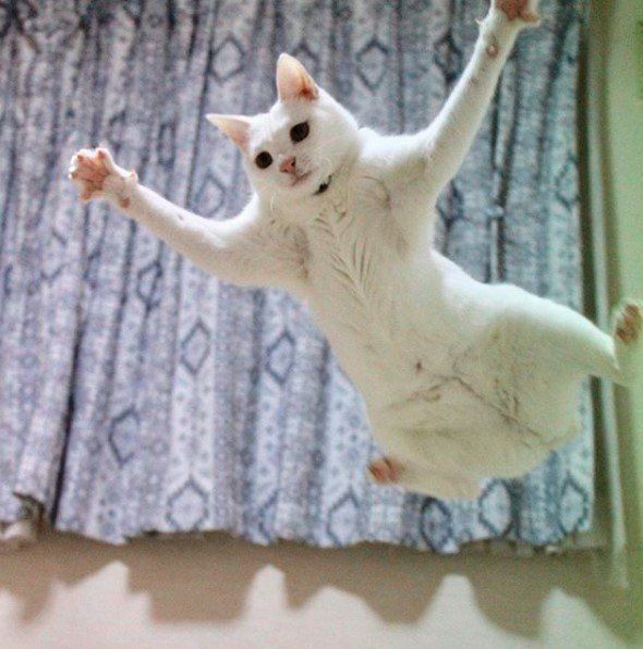 ムササビのような猫