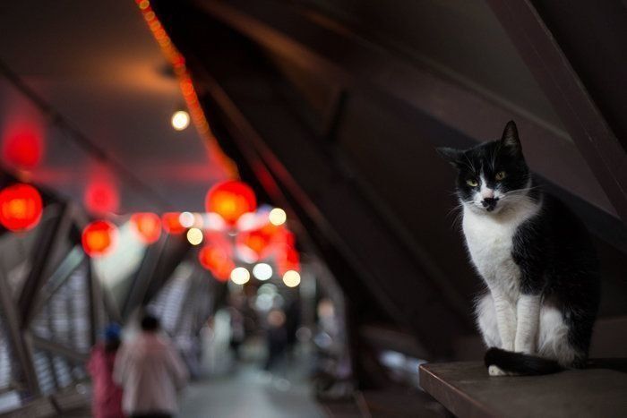 ©Masayuki Oki