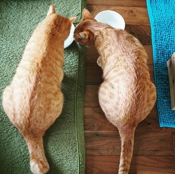 にこいち兄弟