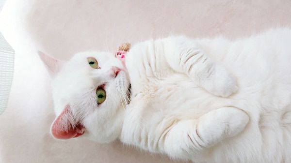 へそ天する猫