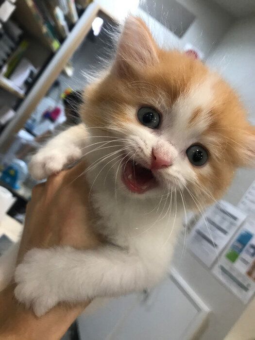 鳴いている子猫