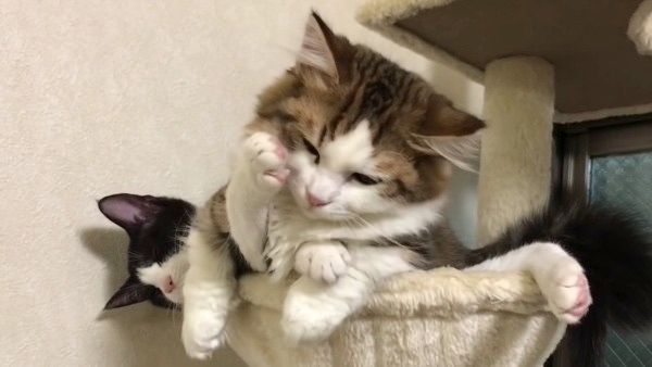 眠る2匹の猫