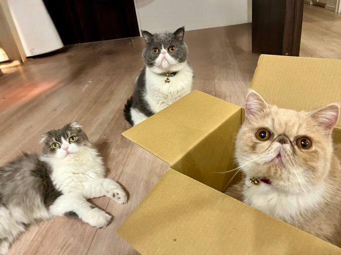 箱に入って飼い主を見るエキゾチックショートヘアとくつろぐ2匹の猫