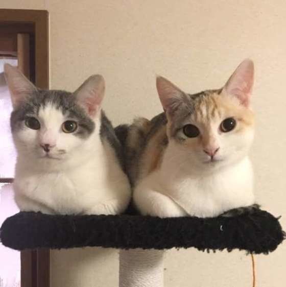 寄り添う猫