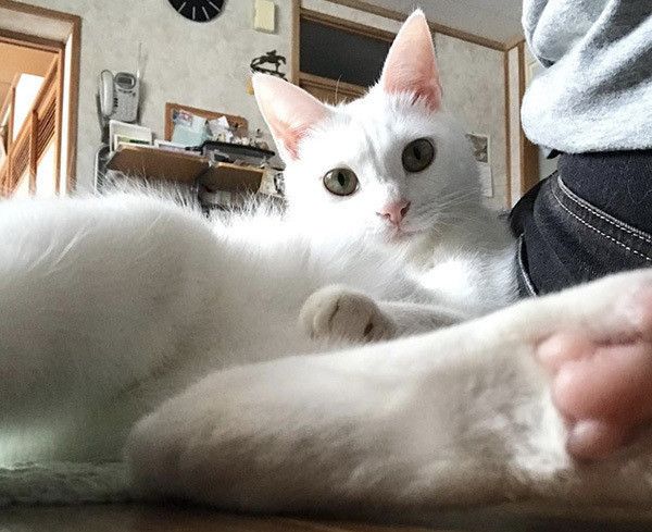 見つめる猫