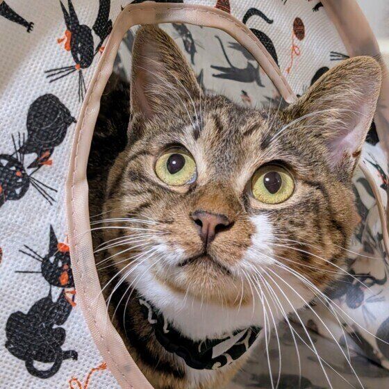 見つめる猫