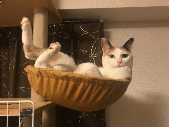見つめる猫