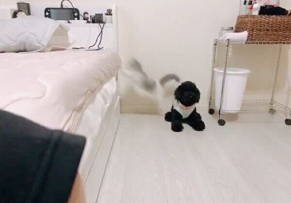 ジャンプするテミーちゃん