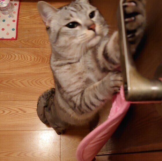 ドアを開けようとする猫