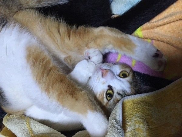 ミケの姫ちゃん♪