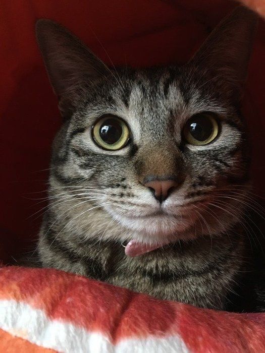 可愛い猫