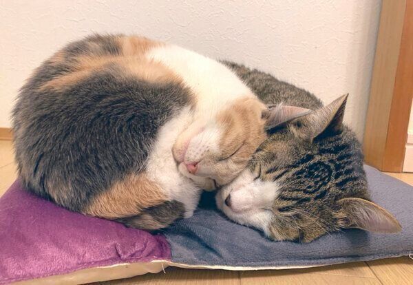 くっついて眠るあめくん、おとちゃん