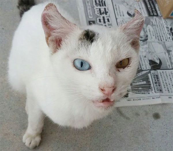 警戒する子猫