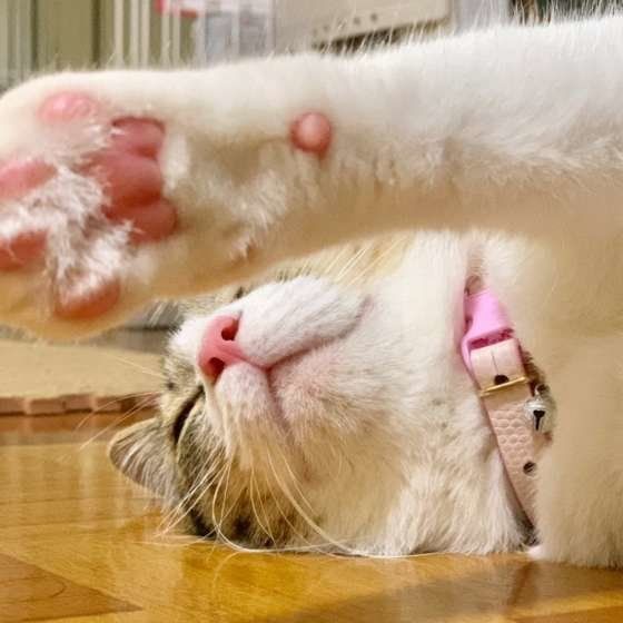 くつろぐ猫