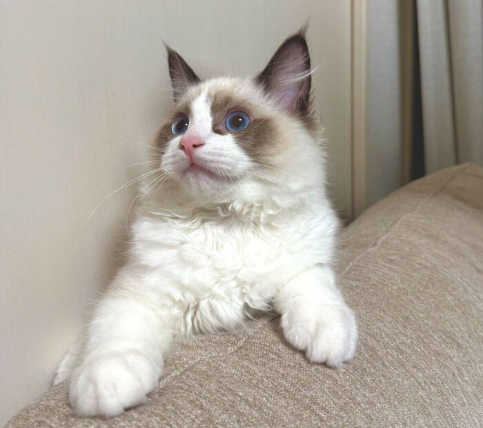 子猫時代のルルくん