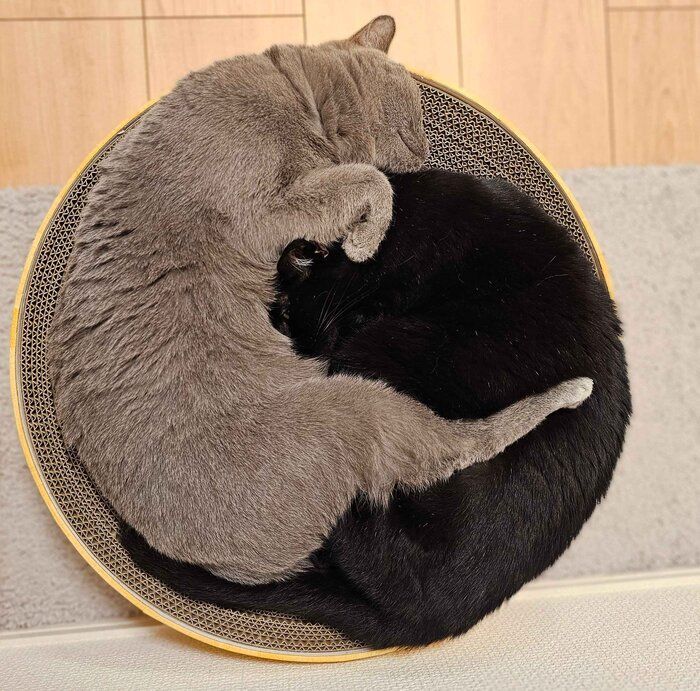 くっつくチックくん、ミトンちゃん