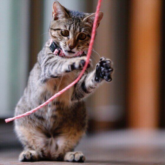 やんちゃに遊ぶ猫(MIX、メス)