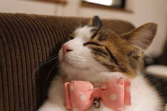 眠る猫