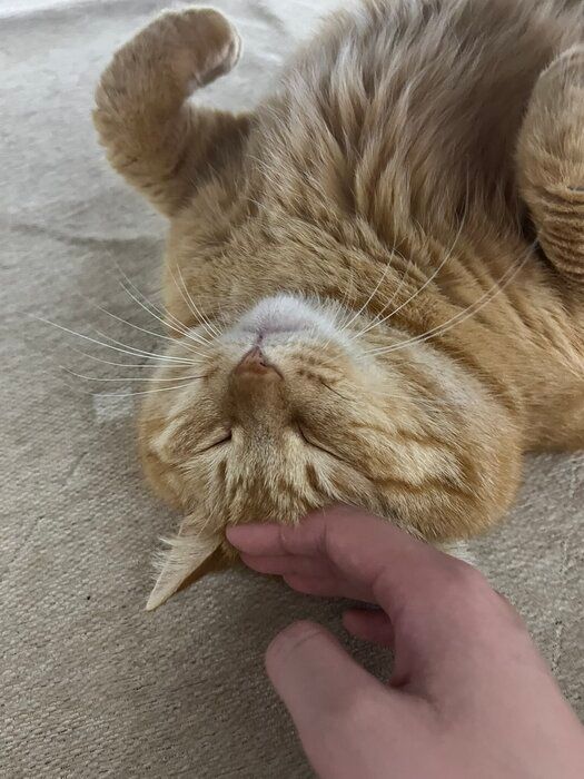 頭を撫でられている猫