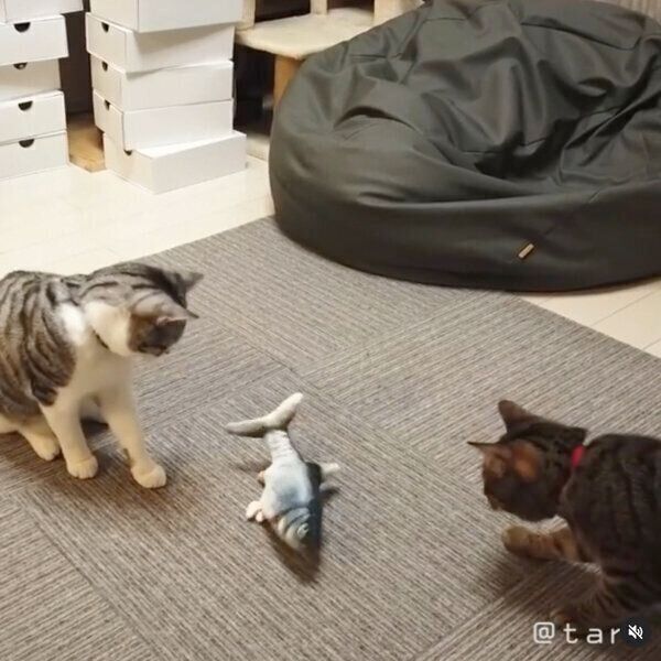 突然動き出すおもちゃに驚くコトラくん、コユキくん