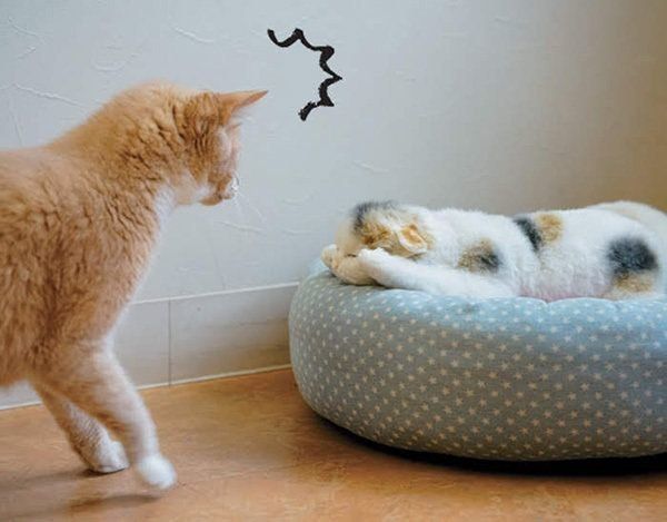ぬいぐるみのニオイを嗅ぐ猫
