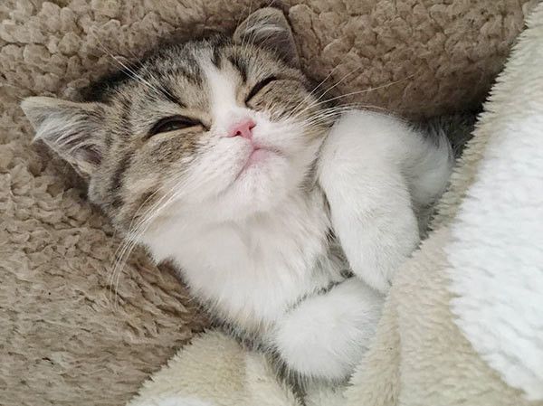 眠る猫