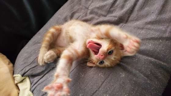 あくびする猫