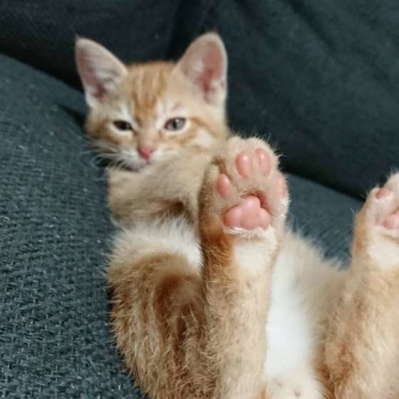 見つめる猫