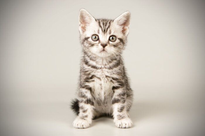 画像/iStock、Getty Images Plus