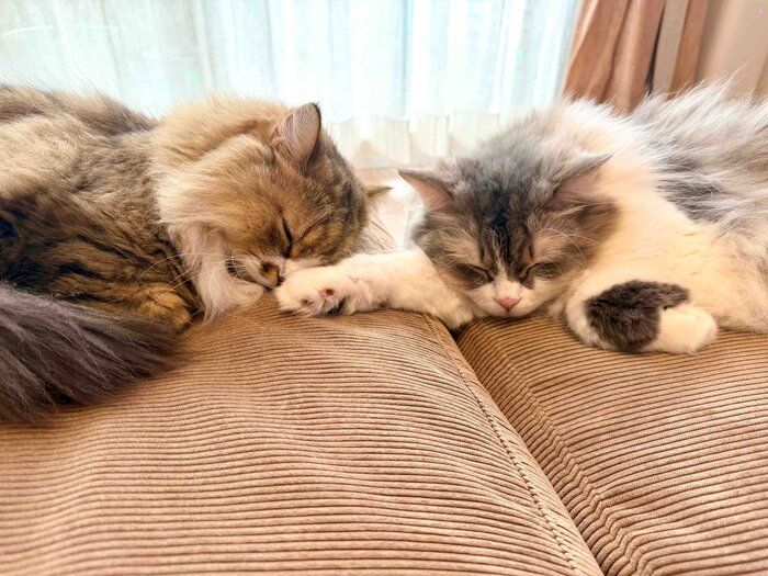 お昼寝するみぬ次郎くん、みぬ太郎くん