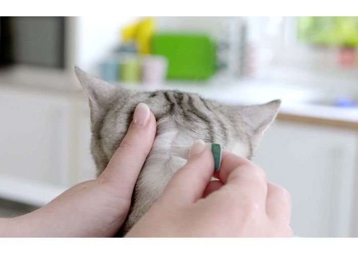先端が丸みのあるピペットだから、猫にやさしい!