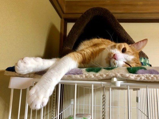 くつろぐ猫
