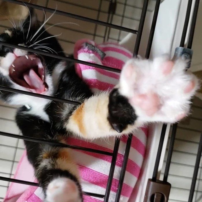 サビ猫・シュシュちゃん