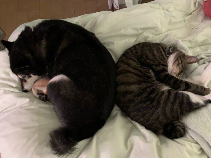 アンモニャイトする柴犬の猫