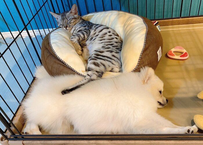 近くでまったりするうにちゃん、こめたくん