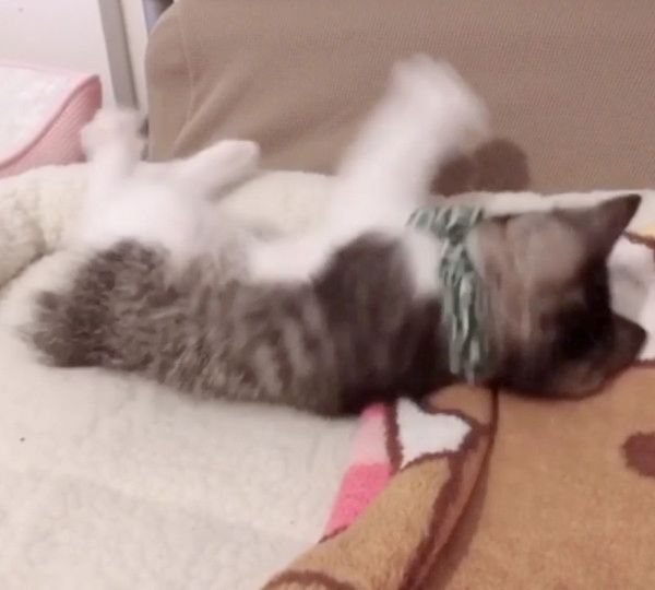 リラックスする子猫