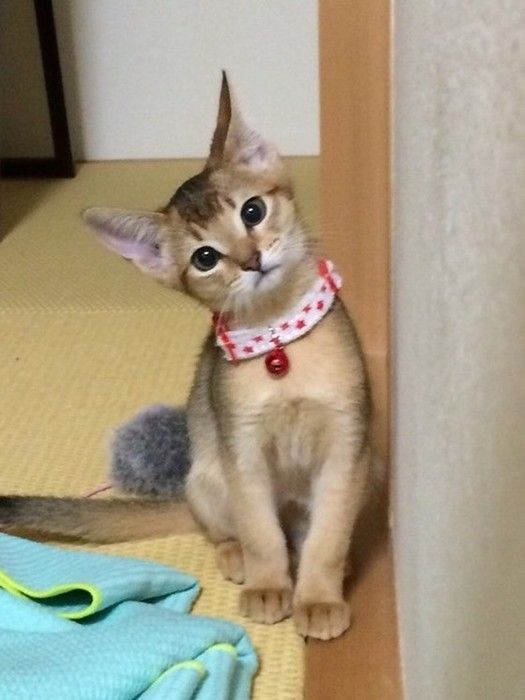 首をかしげるアビシニアン