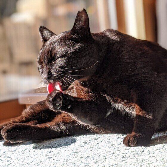 毛づくろいする黒猫