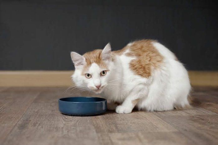 水を飲もうとする猫