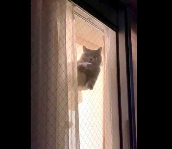 お手てを上下に動かすパティちゃん
