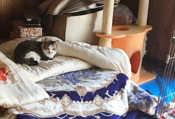 つくねちゃん